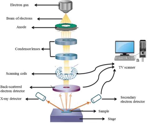 Figure 1 From Scanning And Three Dimensional Electron Microscopy