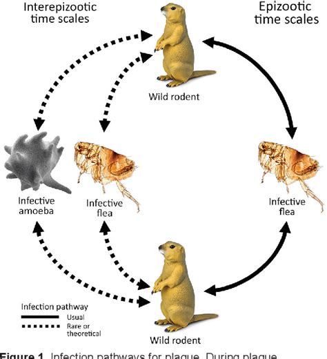 Figure 1 From Yersinia Pestis Survival And Replication In Potential