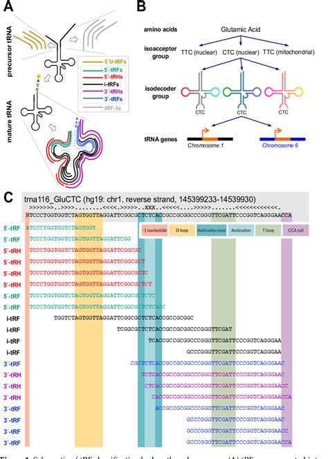 Figure 3 From The Typical Trna Co Expresses Multiple 5 Trna Halves