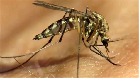 First Case Of Chikungunya Virus Contracted In U S Cbs News