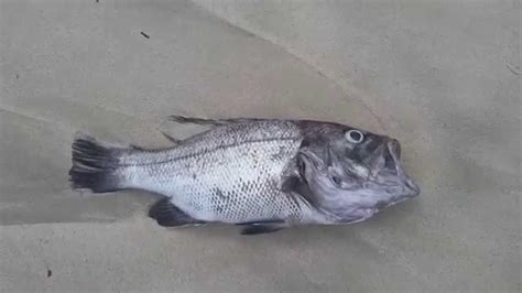 Fish Washed Up After Storm Leighton Beach Perth Western Australia Perth Western Australia