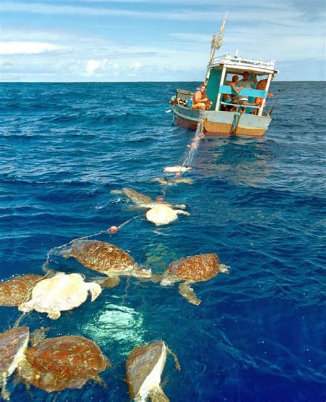 Fisheries Bycatch See Turtles