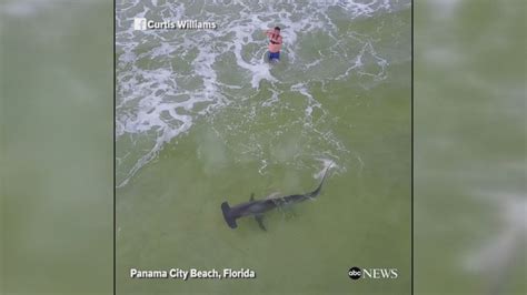 Fisherman Catches Hammerhead Shark In Florida Abc News