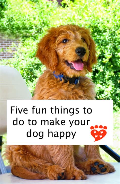 Five Fun Things To Do To Make Your Dog Happy Today