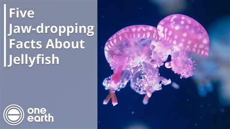 Five Jaw Dropping Facts About Jellyfish One Earth