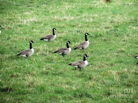 Five Little Geese Went Out To Play Photograph By Elizabeth Dow Fine