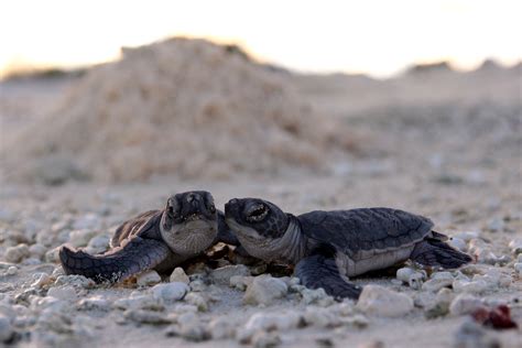 Five Photos That Prove Sea Turtles Are The Bff We All Need National