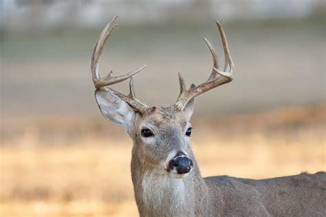 Five Point Buck Captured With A Canon Eos 40D And Canon Ef Flickr