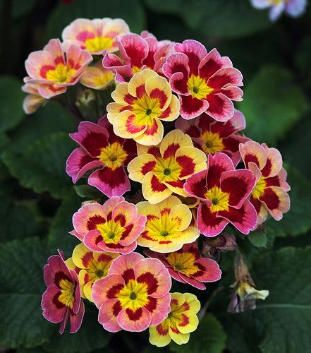 Five Primrose Pictures Gardeners Tips