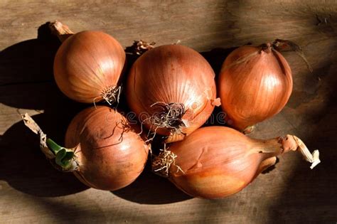 Five Red Onions Stock Image Image Of Shadow Vegetable 24687983