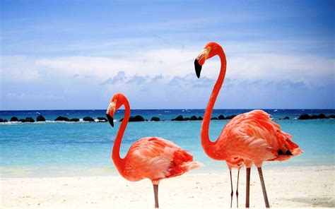 Flamingo Beach Wallpapers Top Free Flamingo Beach Backgrounds Wallpaperaccess