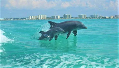 Flipper S Sunset Destin Dolphin Cruise Tripshock