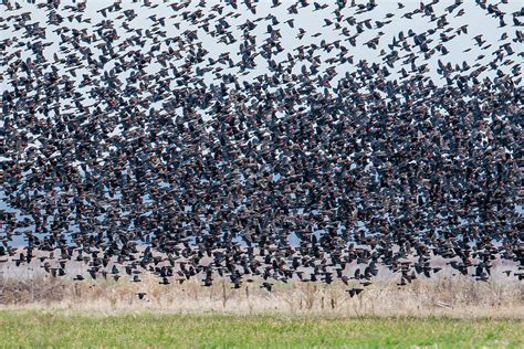 Flock Of Blackbirds Photograph By Morris Finkelstein Fine Art America