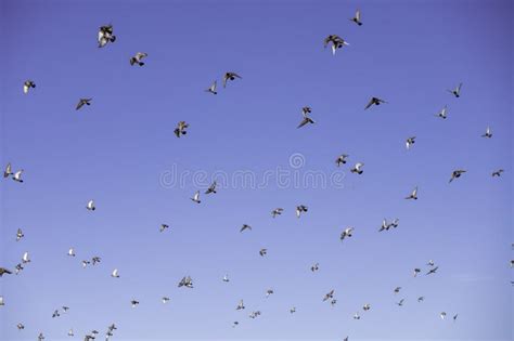 Flock Of Pigeons Seen In Sky Stock Image Image Of Bird Travel 258313575