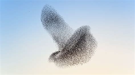 Flock Of Thousands Of Birds Combines In One Huge Bird Formation To