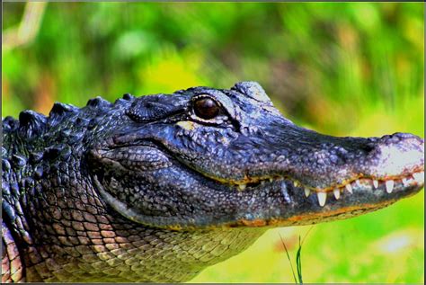 Florida Alligator A Large Adult American Alligator S Weigh Flickr