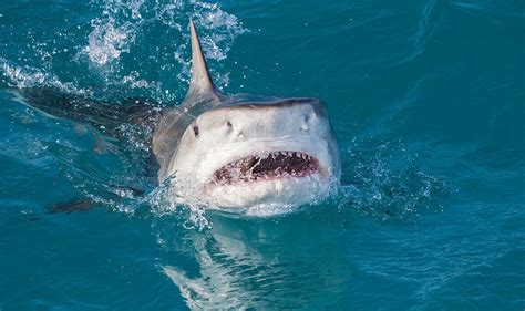 Florida Beach Plagued As Two Shark Attacks Happen On The Same Weekend