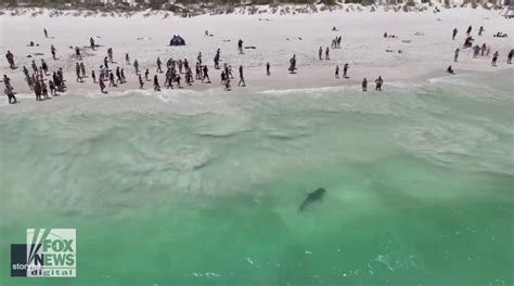 Florida Beach Ranked Amp 39 Deadliest Amp 39 In Us Due To Shark Attacks Hurricanes Fox News