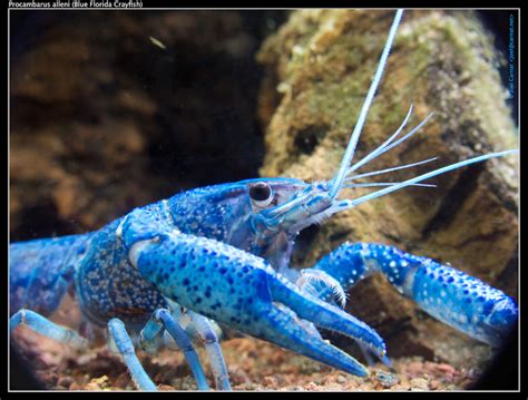 Florida Crayfish Matbio Crabs Shrimps Jellyfish Sea Stars Others