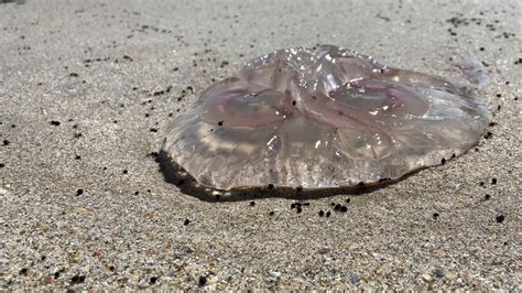 Florida Jellyfish Stings Keeping People Out Of Ocean In St Lucie