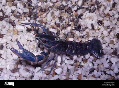 Florida Or Blue Crayfish Procambarus Alleni Stock Photo Alamy