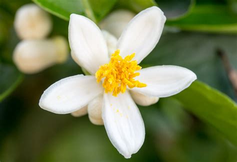 Florida State Flower