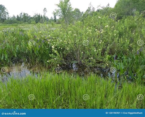 Florida Water Ways Stock Image Image Of Cross Water 120196901