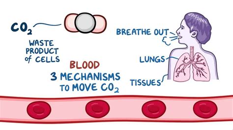 CO2 Forms in Blood Transport