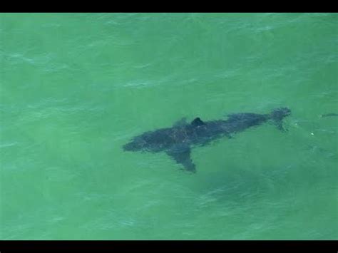 Fort Walton Beach Destin Florida Sharks Spotted With Dji Spark Youtube