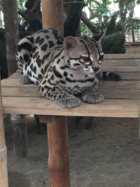 Foundation Jaguar Rescue Center Puerto Viejo De Talamanca Costa Rica Top Tips Before You Go