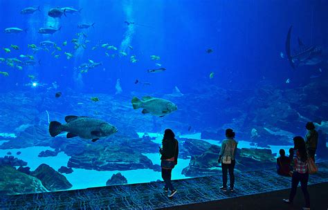 Free Images Sea Water Ocean Animal Tourist Seascape Blue Attraction Fish Tourism