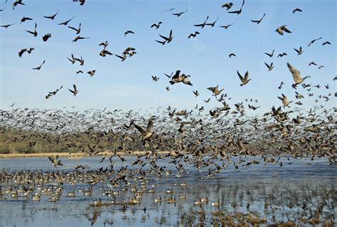 Free Picture Birds Flight Flock Birds