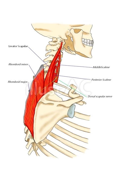 Free Vectors Running Of The Dorsal Scapular Nerve English Name