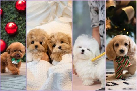 From Coton De Tulear To Bichon Cute Toy Dog Breeds Featured At Bgc Pet Destination