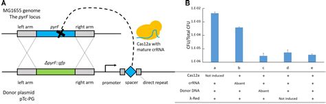 Frontiers A Multiplex Genome Editing Method For Escherichia Coli