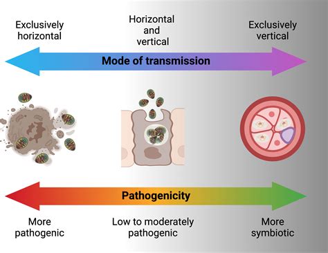 Frontiers Microsporidia A Promising Vector Control Tool For Residual