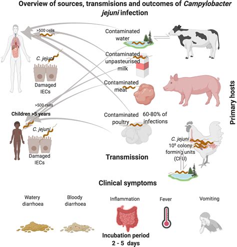 Frontiers Revisiting Campylobacter Jejuni Virulence And Fitness