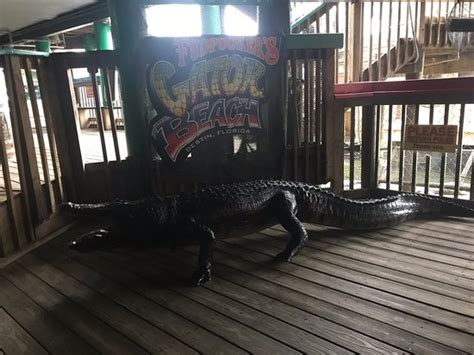 Fudpucker S Gator Beach In Destin Fl Allows You To Watch Live Gator