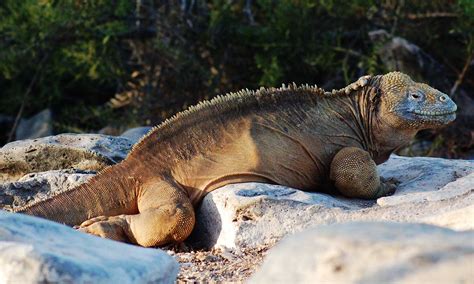 Galapagos Land Iguana Facts Where To See Them Behaviour Amp More