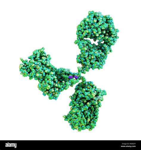 Gamma Globulin Hi Res Stock Photography And Images Alamy