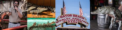 Gator Beach The World S Greatest Alligator Park Destin Visitor S Guide