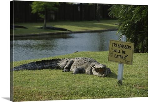 Gatorland Zoo Orlando Florida Wall Art Canvas Prints Framed Prints Wall Peels Great Big