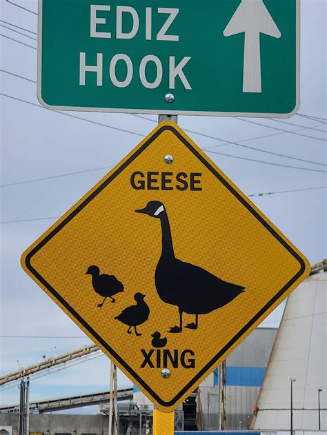 Geese Crossing