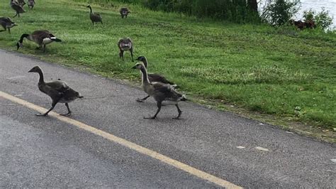 Geese Go Across Youtube