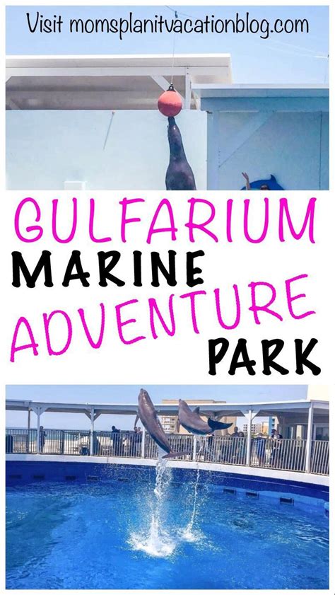 General Admission Gulfarium Marine Adventure Park Artofit