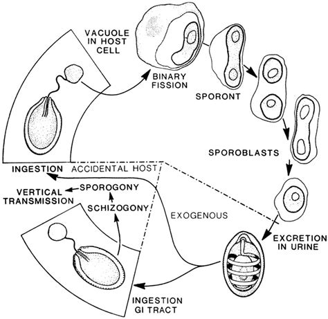 General Life Cycle Of Microsporidia Download Scientific Diagram