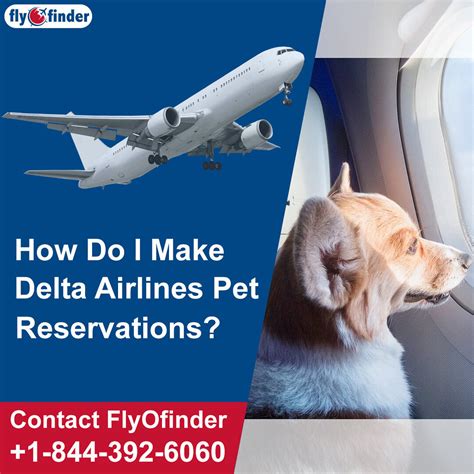 Get Advice On The Delta Airlines Pet Policy And Enjoy Travelling With