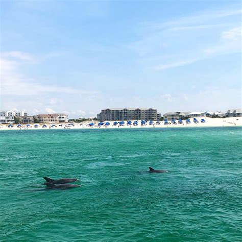 Getting The Most Out Of Your Destin Dolphin Cruise