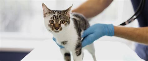 Getting Your Cat To The Clinic Mansfield Veterinary Clinic