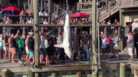 Giant Shark Caught In Destin Fl Nbc 6 South Florida